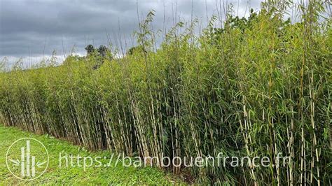 haie de bambous dans un jardin