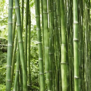 différentes variétés de bambous