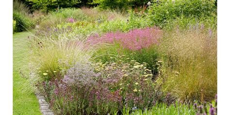 Illustration de diverses graminées ornementales dans un jardin
