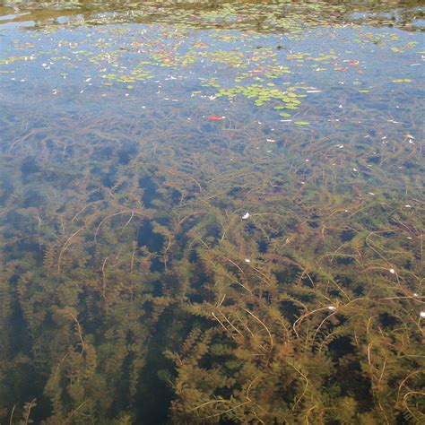 Infographie sur les impacts des plantes aquatiques envahissantes