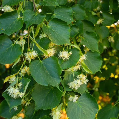 Illustration des différentes espèces de tilleul (Tilia cordata, Tilia platyphyllos, Tilia tomentosa) avec leurs feuilles caractéristiques