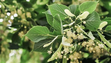 Gros plan sur les fleurs de tilleul et leur bractée caractéristique