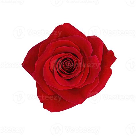 Photo macro d'une rose épanouie, mettant en valeur ses pétales et son parfum visuel
