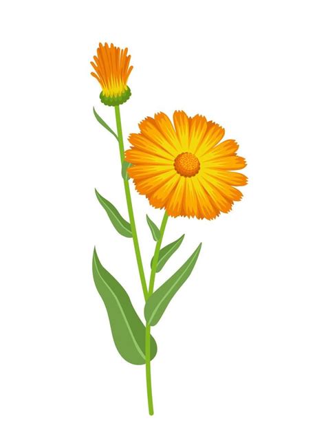 Illustration d'un champ de calendula en pleine floraison