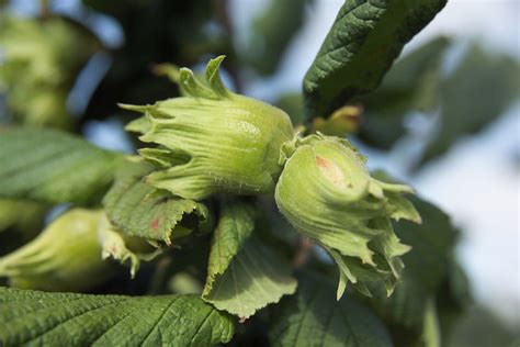 Différentes variétés de noisettes