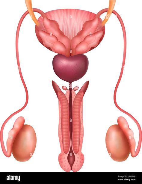 Illustration anatomique du système reproducteur masculin