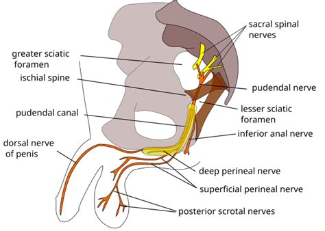 Schéma illustrant la cryoneurolyse du nerf dorsal du pénis