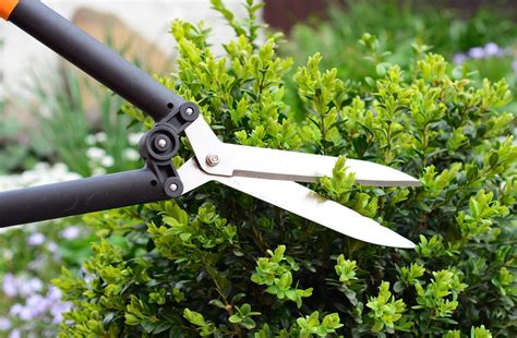 aquascaper utilisant des ciseaux pour tailler des plantes