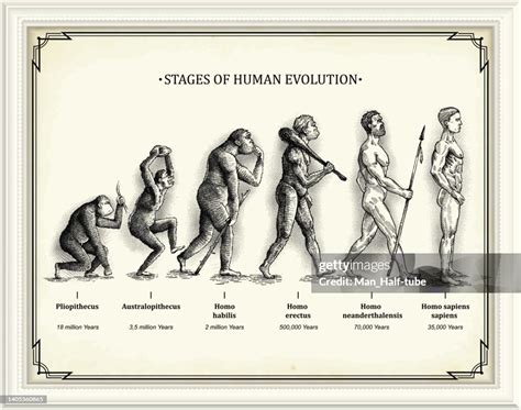 Schéma de l'évolution du mannequin d'artiste
