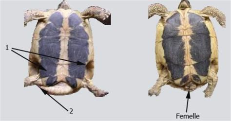 Schéma anatomique comparatif entre une tortue mâle et une tortue femelle pour identifier le sexe