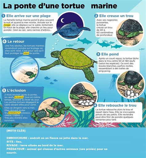 Infographie illustrant le cycle de vie de la tortue, de la ponte à l'éclosion du juvénile