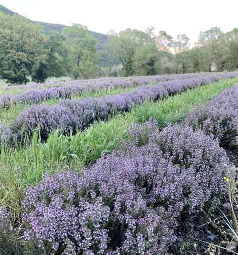 Champ de thym en fleurs sous le soleil méditerranéen