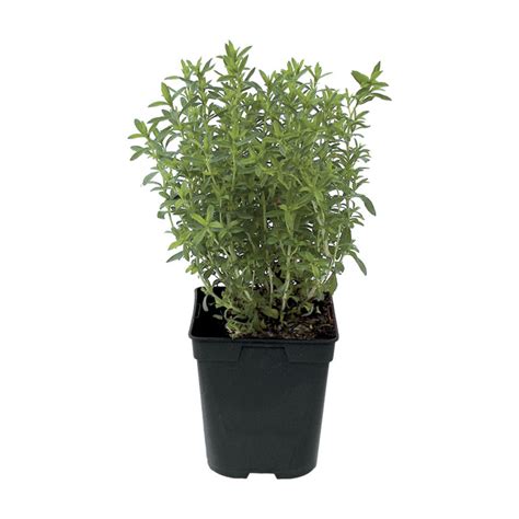 Sarriette en pot avec ses feuilles caractéristiques