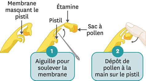 Infographie montrant les étapes de la pollinisation manuelle d'une fleur de vanille