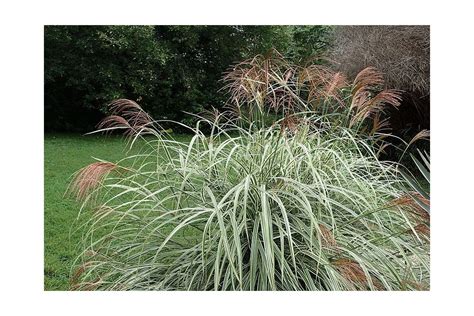 Feuillage panaché de Miscanthus