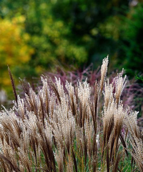 Différentes variétés de Miscanthus