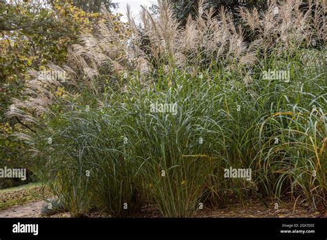 Miscanthus en fleurs