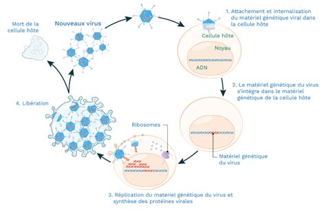 Illustration des différentes étapes de l'impétigo