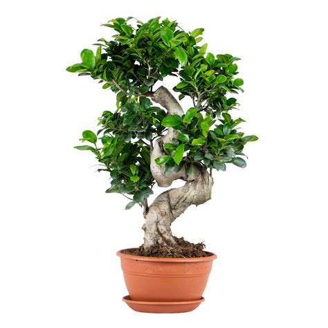 Bonsaï Ficus 'ginseng' en pot