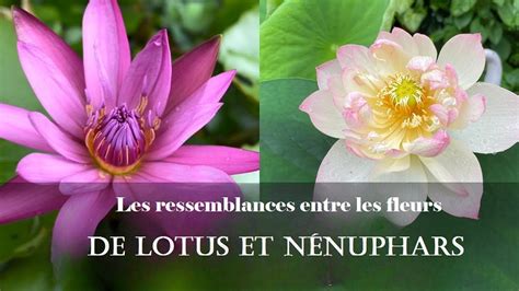 Comparaison nénuphar et lotus