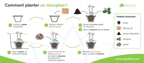 Schéma de plantation d'un nénuphar en pot