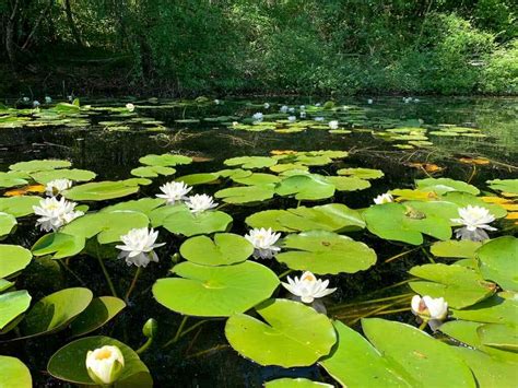 Nénuphar utilisé dans l'alimentation