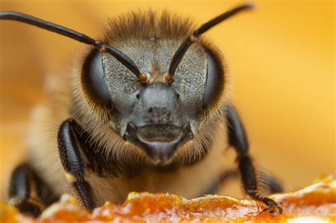 Gros plan sur une abeille Apis laboriosa sur un rayon de miel géant