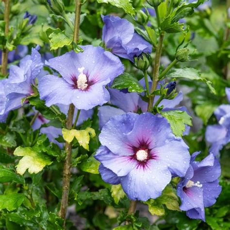 Feuillage de l'Hibiscus syriacus 'Oiseau Bleu' en gros plan