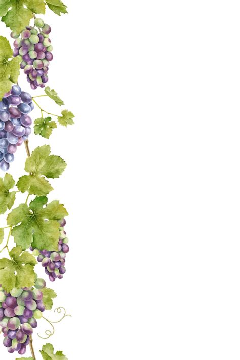 Illustration botanique d'une vigne rouge avec ses feuilles palmées et ses grappes de raisin
