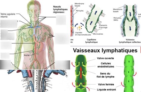 Schéma explicatif illustrant le rôle de la microcirculation dans le drainage lymphatique