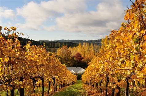 Photographie d'un vignoble en automne avec les feuilles rougissantes