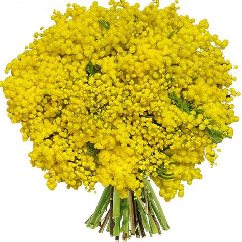 bouquet de mimosa en vase
