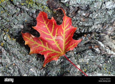 Gros plan sur la texture d'une feuille d'érable rouge montrant les nervures et les pigments