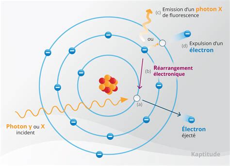 Schéma illustrant le rayonnement international du groupe semencier Lidea avec ses implantations en Europe, en Ukraine et en Russie
