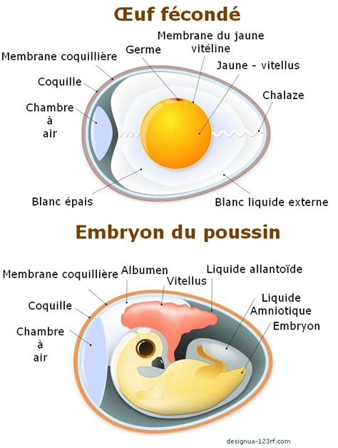 Schéma illustrant le processus d'incubation artificielle des œufs de caille