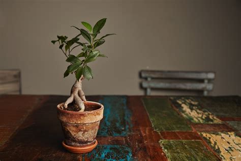 Bonsaï de Ficus Ginseng sur une table en bois