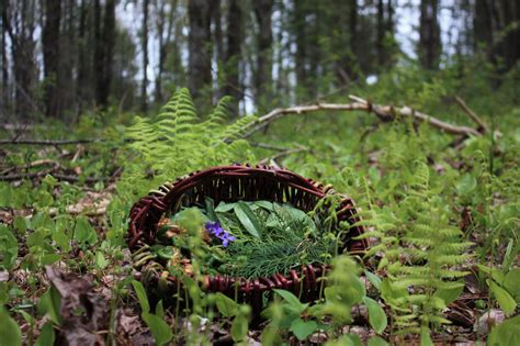 illustration d'un garde-manger naturel avec diverses plantes comestibles