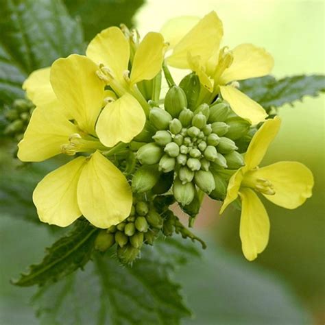 Fleurs et feuilles de moutarde sauvage