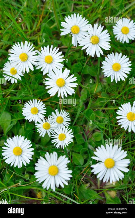 Rosettes de marguerites dans une pelouse
