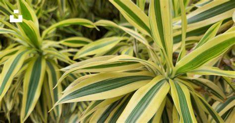 Feuilles d'herbe aux goutteux, vertes et panachées