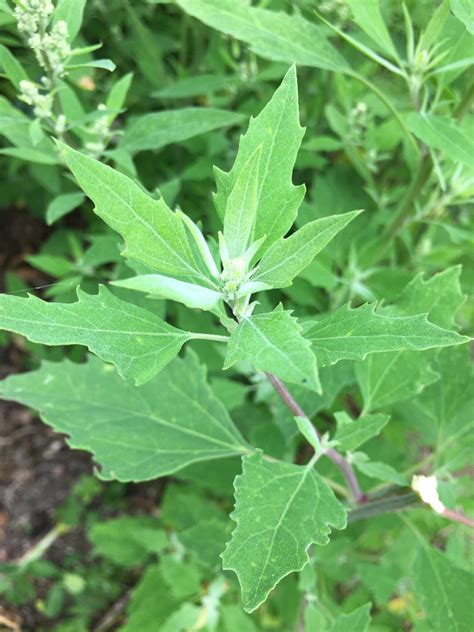 Chénopode blanc, une mauvaise herbe nutritive