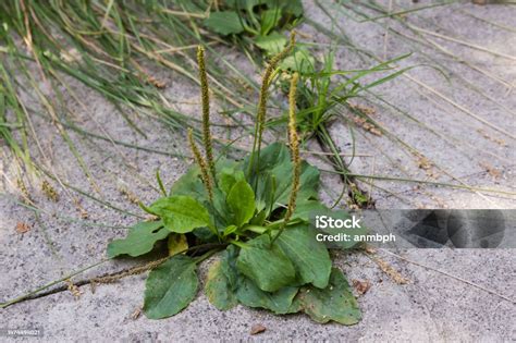 Plantain poussant dans une fissure de trottoir