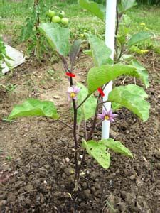 Schéma de la taille et du pincement de l'aubergine