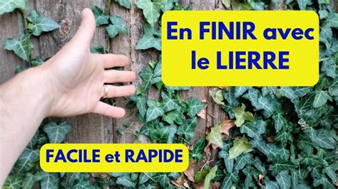 Infographie : Le lierre dans le jardin, entre ravageurs et alliés de la biodiversité