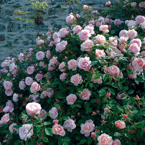 Rosier Albertine en pleine floraison sur une pergola