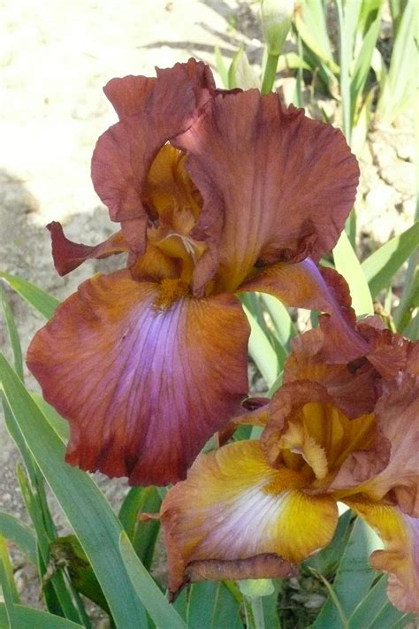 Détail des fleurs d'Albertine avec leurs teintes cuivrées