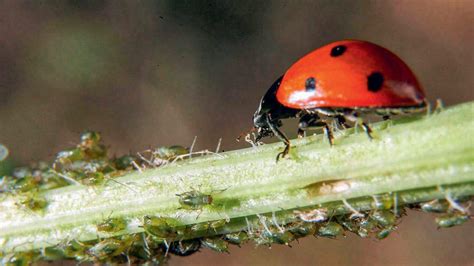 Coccinelle, un prédateur naturel
