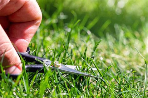 Illustration des avantages du mulching pour la pelouse