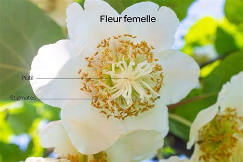 Schéma de la pollinisation des fleurs de kiwi (mâle et femelle)