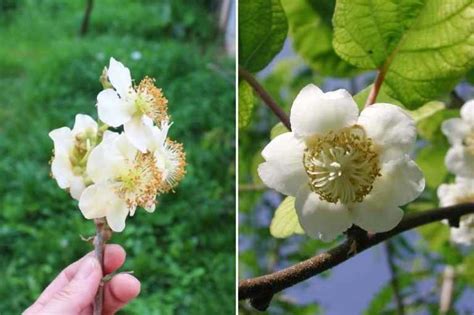 Différence entre fleur de kiwi mâle et fleur de kiwi femelle